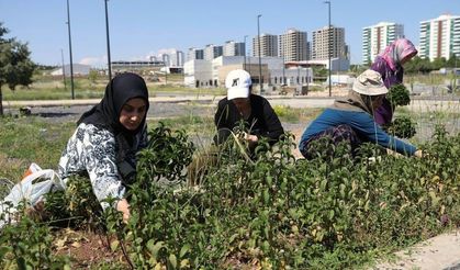 Diyarbakır'da kadınlar şifa bahçelerini hasat etti