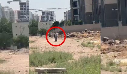 Diyarbakır'da şok iddia: "Sağlık Personeliyiz" diyerek köpekleri vurdular