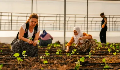 Diyarbakır'da kadınlar serada üretime başladı