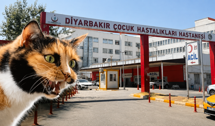 Diyarbakır’da korkutan olay! Kedinin ısırdığı çocukta kuduz tespit edildi