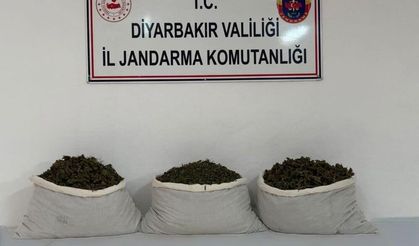 Diyarbakır’da uyuşturucu operasyonu: 253 bin kök kenevir ele geçirildi
