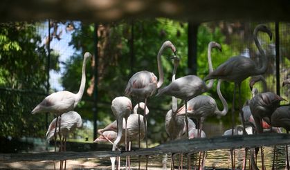 Gaziantep Doğal Yaşam Parkı'ndaki flamingolarda artış