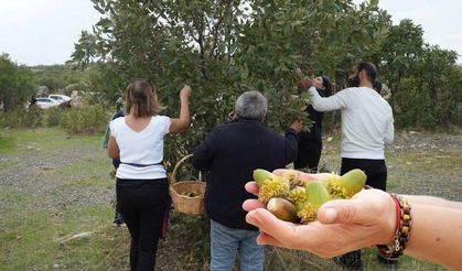 Diyarbakır’da meşe ağaçları için hazırlık başladı