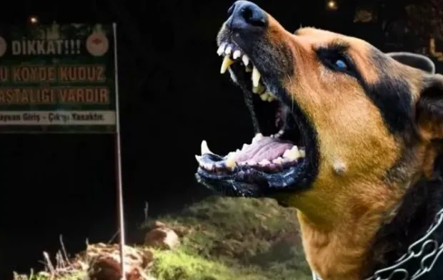 Kuduz şüphesi gerçek çıktı: 4 mahallede karantinada