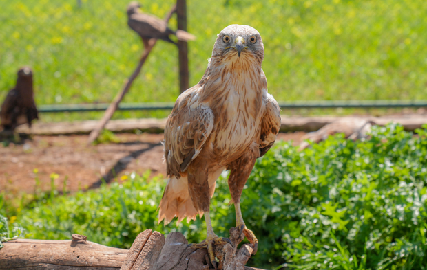 Dicle Vadisi’nin sessiz kahramanları: Diyarbakır’da yırtıcı kuşlara sahip çıkın çağrısı