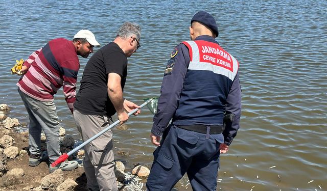 Diyarbakır'da göletteki balık ölümleri üzerine inceleme başlatıldı