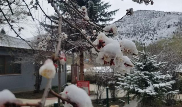 Çiçek açan meyve ağaçlarını don vurdu