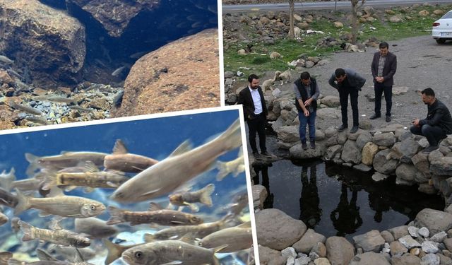Diyarbakır’ın esrarengiz balıkları turizme kazandırılacak