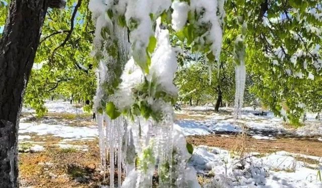 Meteoroloji uyardı; Dona karşı dikkatli olun