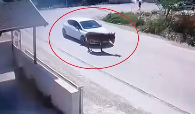 Yol artasındaki eşeği ezdi