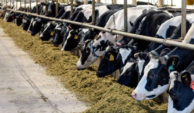Hayvancılık destekleme başvurularında 2. Dönem başlıyor