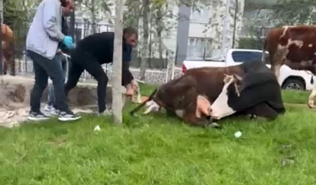 Diyarbakır’da doğum sancısı çeken inek, parkta yavruladı