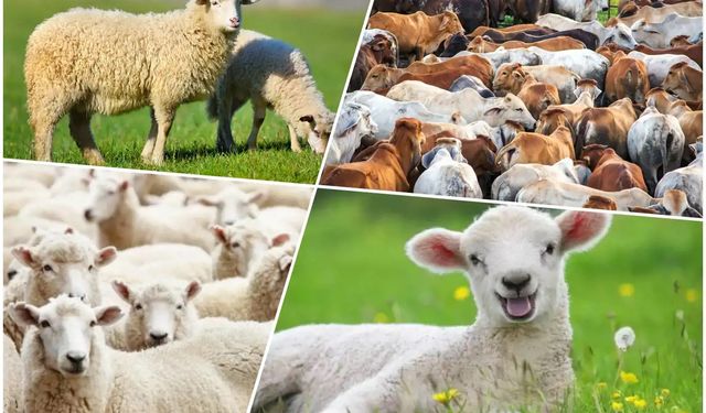 Kurban Bayramı için hazırlıklar başladı