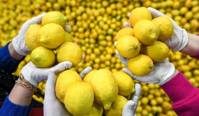 Limon ihracatı durduruldu