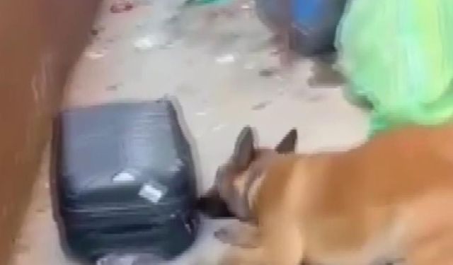 Narkotik köpeğin tepki verdiği valizden uyuşturucu çıktı