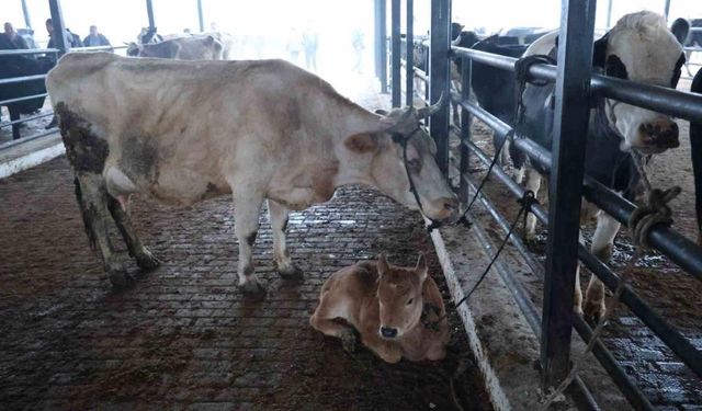 Ağrı’da şap hastalığına karşı yoğun mücadele