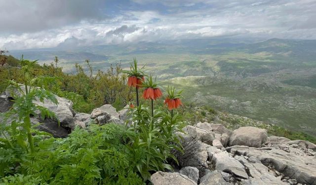 Diyarbakır'da 'ters lale' görüntülendi