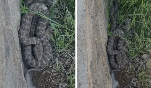 Zehirli engerek yılanı o ilde görüntülendi