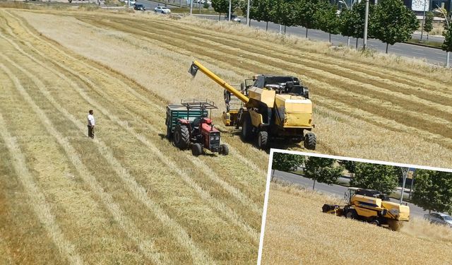 Diyarbakır’da buğday hasadı erken başladı!