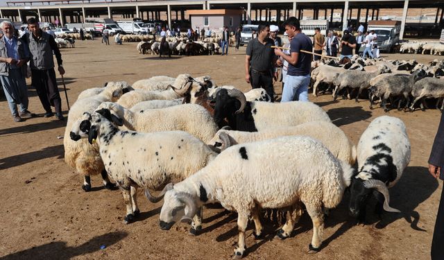 Diyarbakır’da Kurban Bayramı öncesi hayvan sayıları açıklandı