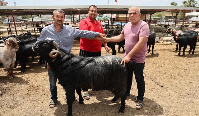 Kurbanlıklar görücüye çıktı