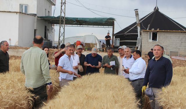 Çiftçilere kuraklığa dayanıklı buğday tanıtıldı