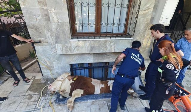 kurbanlık boğayı kurtarma operasyonu