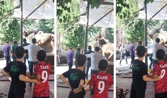 Kasap, kızgın boğanın saldırısında ölümden döndü