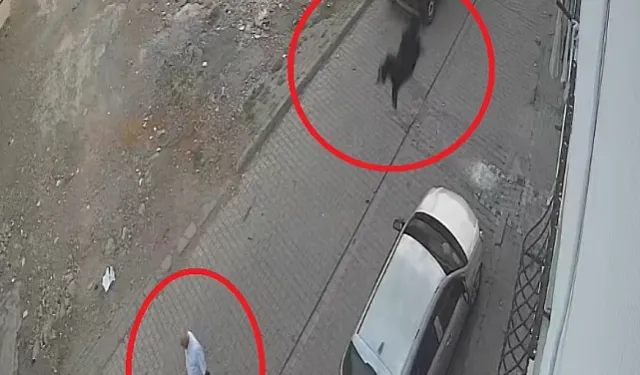 Diyarbakır'da kesimden kaçan keçi damdan düştü