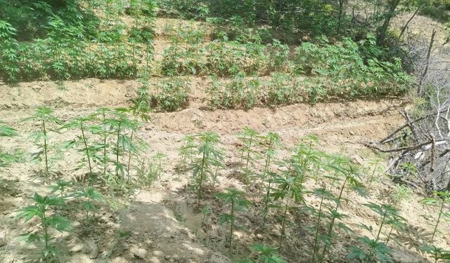 Bingöl’de 3 bin 483 kök kenevir ele geçirildi