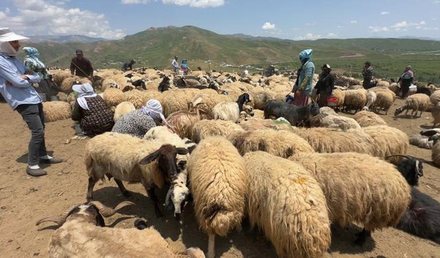 Valilikten Berivanlılar için  koyun sağma alanları