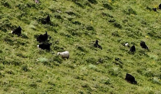 Kayıp 26 kurbanlık keçi dronla bulundu