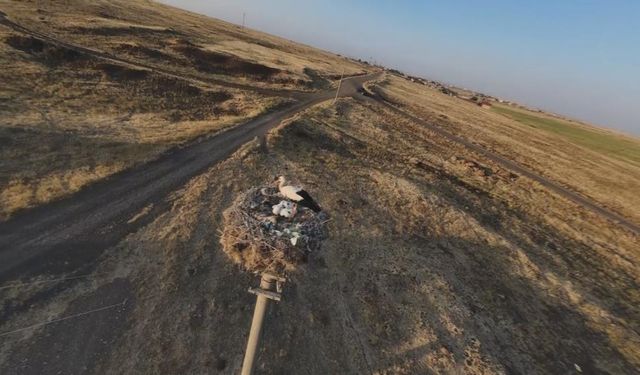 Leylekler, Diyarbakır’daki yuvalarına geri döndü