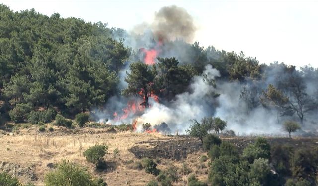 İzmir Foça'da orman yangını