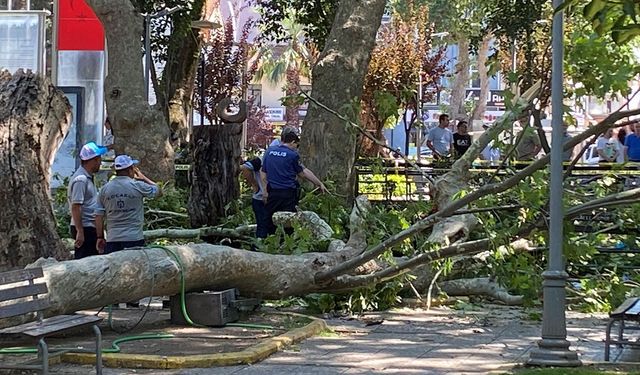 Üzerine ağaç dalı düşen genç kız hayatını kaybetti