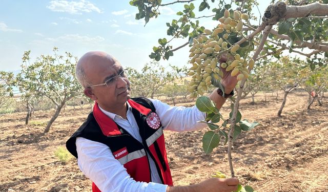 Aşırı sıcaklar fıstık üretimini olumsuz etkiledi