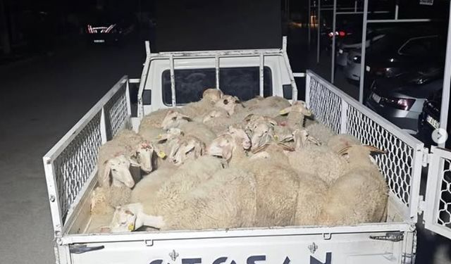 Önce pazarlık yaptılar sonra hayvanları çaldılar