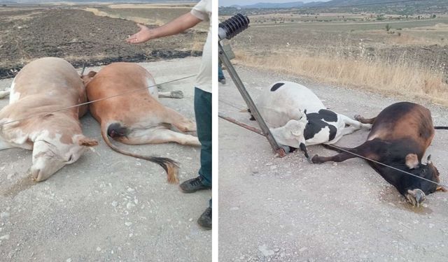Diyarbakır Lice’de elektrik akımına kapılan hayvanlar öldü