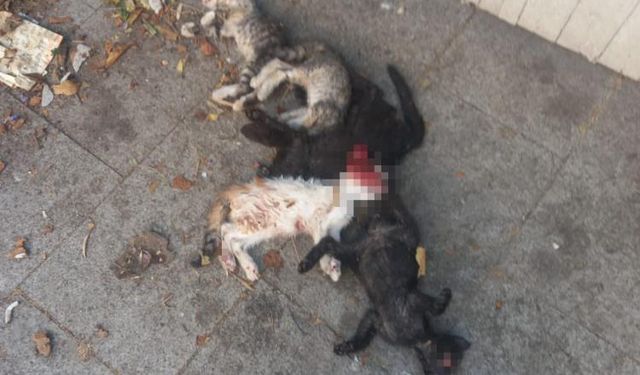 6 yavru kedi vahşice öldürüldü