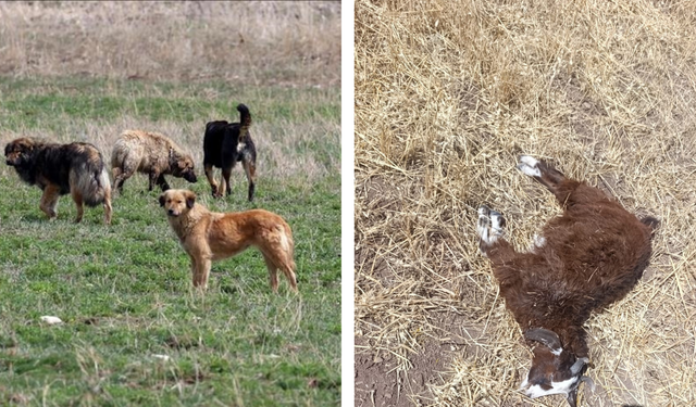 Diyarbakır'da başıboş köpek dehşeti!
