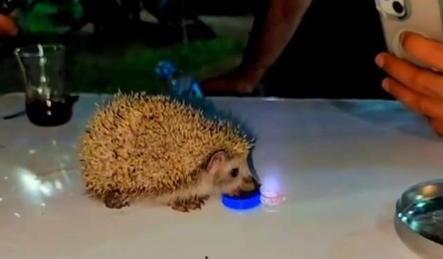 Susayan kirpiye vatandaşlar su içirdi