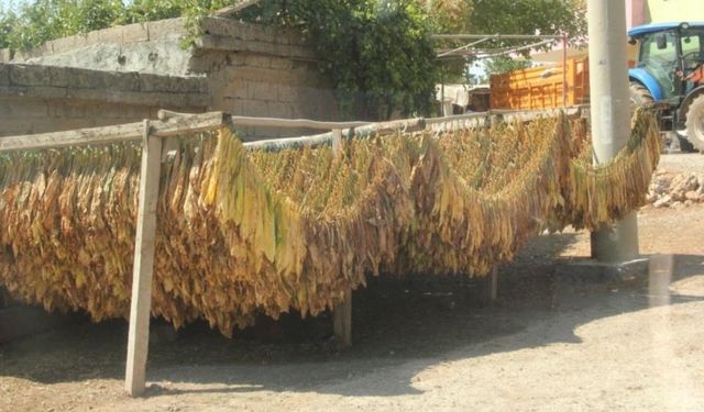 Siirt'te tütün hasadı başladı