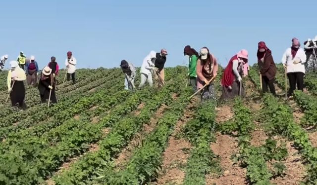 Bismil’de çapa işçileri isyanda; Çalışıyoruz ama para yok