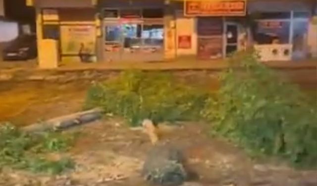 Bingöl’de sessiz ağaç kesimi
