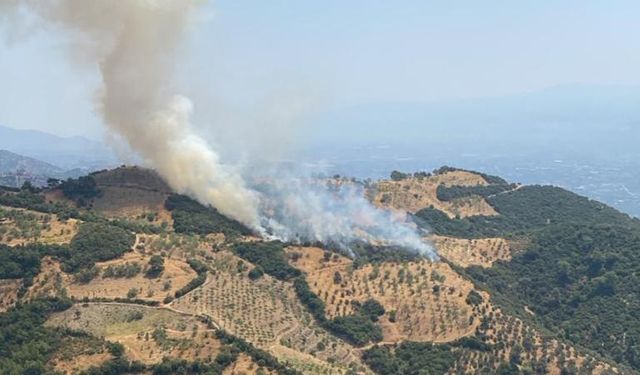Gelin, kayınpederine kızıp tarım arazisini ateşe verdi