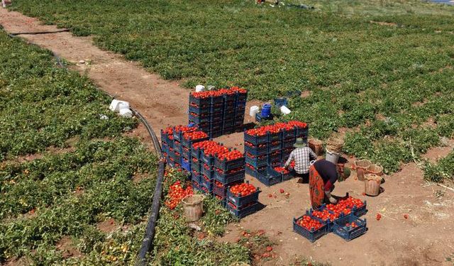 2 dönüme ektiği domatesleri 8 liraya satıyor