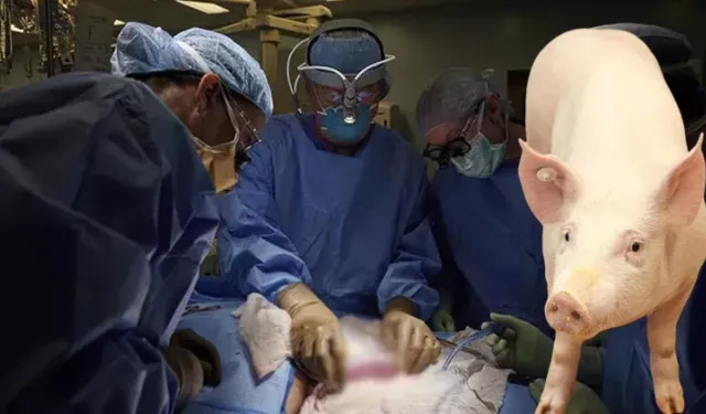 Dünyada bir ilk: İnsan vücuduna domuz akciğeri nakledildi