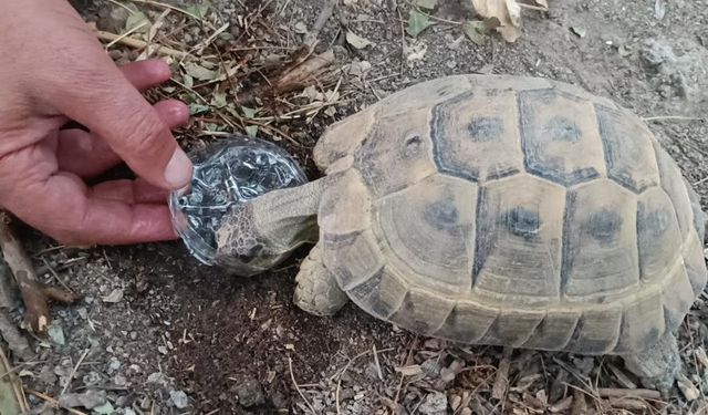 Kaplumbağaya gözyaşları içinde su içirdi
