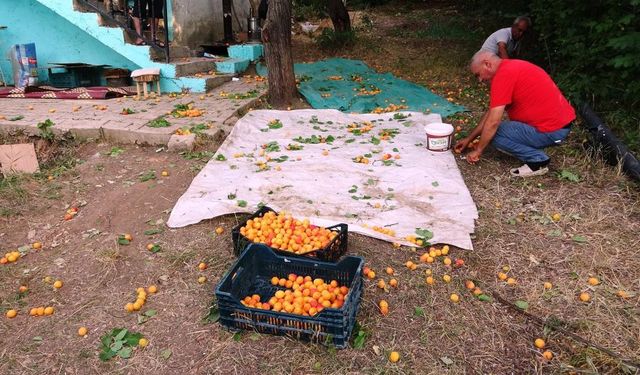 Damda kayısı kurutma dönemi başladı