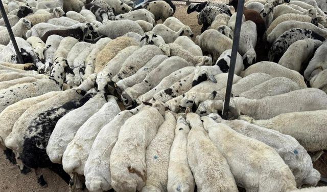 Adana'da şap hastalığı görüldü